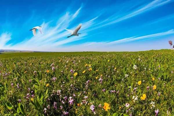 Two Herons Flying Green Grass Field Spring Bloom Negev Desert — Stock Photo, Image