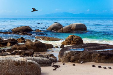 Büyük bir gözlüklü penguen sürüsü kumlu bir okyanusta dinleniyor. Güney Afrika. Büyük taşlı kum tepesi. Cape Town yakınlarındaki Penguen Koruma Alanı. 