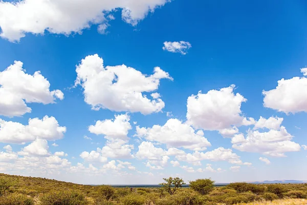 Plochá Savana Pokrytá Suchou Žlutou Trávou Vzácnými Pouštními Akáciemi Modré — Stock fotografie