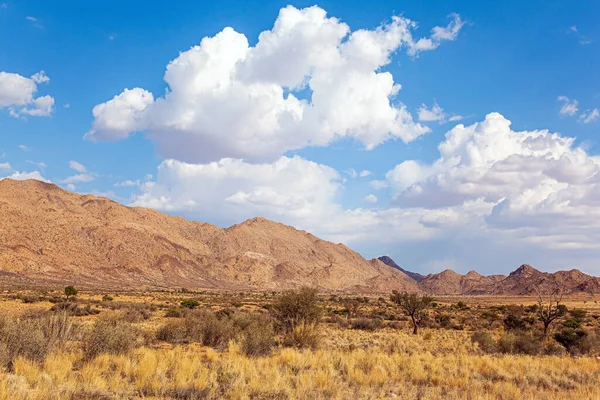 纳米比亚神奇的沙漠炎热的一天 去非洲旅行 草原上覆盖着干枯的黄草和稀有的沙漠橡胶树 苍翠的云彩在蓝天中飘扬 — 图库照片