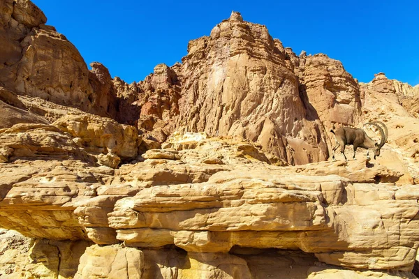 Magnifika Sandsten Flerfärgade Stenar Timna Valley Södra Delen Arava Öknen — Stockfoto