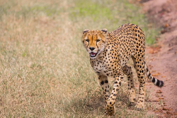 Gepard Chodzi Swobodnie Samochodowych Torach Sawanny Kenia Masai Mara Park — Zdjęcie stockowe
