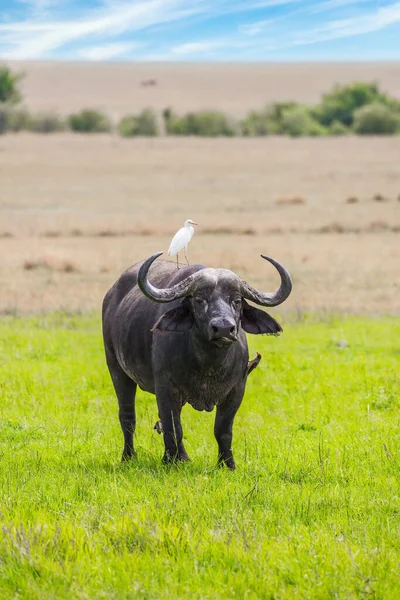 Afrikai Bölény Legel Szavanna Magas Füvében Nagy Fehér Gém Áll — Stock Fotó