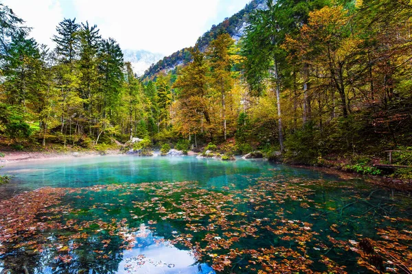 前往斯洛文尼亚的旅行 朱利安 阿尔卑斯山 风景如画的浅湖 绿水冰封 黄橙落叶覆盖 雾蒙蒙的秋日 — 图库照片