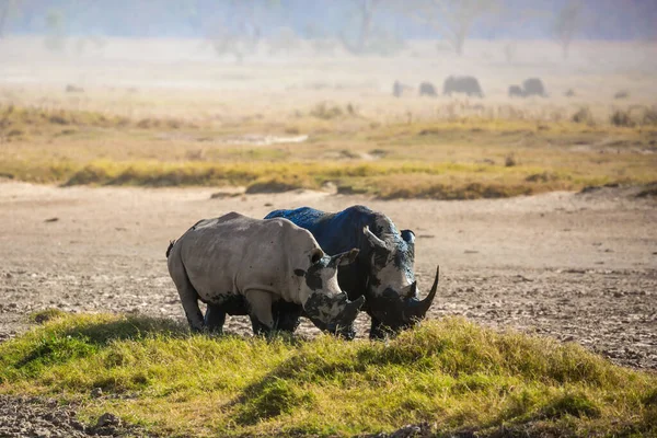 Par Pitoresco Rinocerontes Africanos Selvagens Vai Para Lago Para Beber — Fotografia de Stock