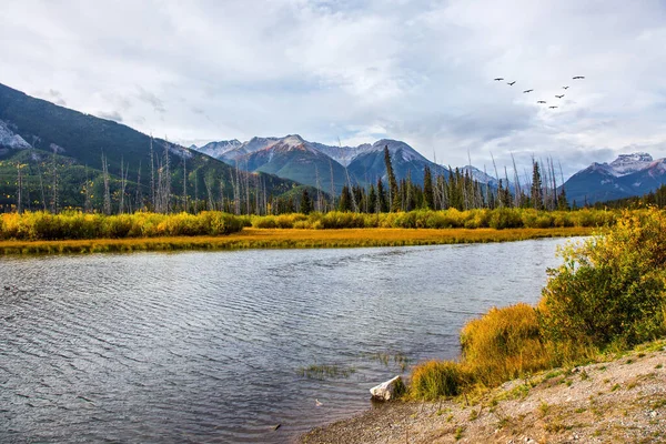 白樺やアスペンの黄色の紅葉の間で朱色の湖 渡り鳥の群れが曇った空を飛ぶ カナダのロッキー山脈の壮大な風景 — ストック写真
