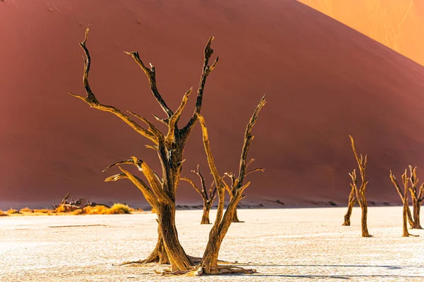 Скелеты Мёртвых Деревьев Соссусфли Глиняное Плато Парке Намиб Науклуфт Намибия — стоковое фото
