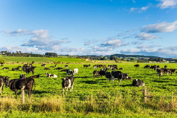 Zuidelijke Scenic Route Grote Kudde Kleurrijke Gemanicuurde Koeien Grazen Groene — Stockfoto