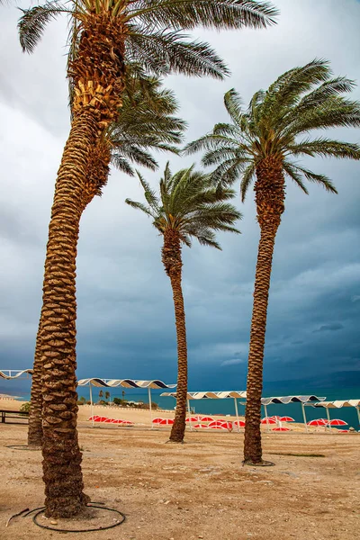 Palme Piegano Forte Vento Costa Israeliana Mar Morto Spiaggia Pittoresca — Foto Stock