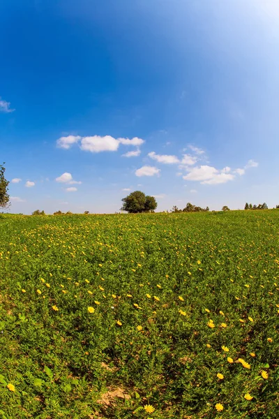 Israel Campos Flores Brillante Sol Del Sur Bonito Día Cálido —  Fotos de Stock