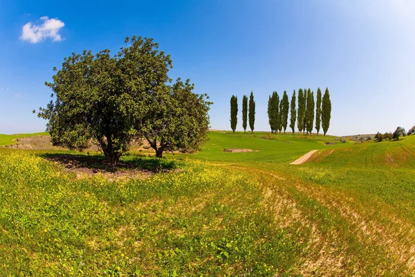 Israel Campos Flores Brillante Sol Del Sur Bonito Día Cálido — Foto de Stock