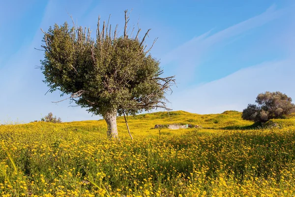 Woestijnacacia Voorjaarsbloei Van Negev Woestijn Israël Velden Van Bloemen Felle — Stockfoto