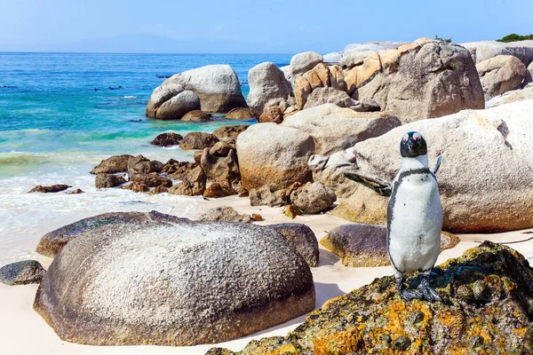 Podróż Egzotycznej Krainy Malowniczy Obszar Ochrony Pingwinów Pobliżu Kapsztadu Południowa — Zdjęcie stockowe