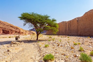 Eilat Dağları 'nda bukleli boynuzları olan vahşi dağ keçisi. Kayalar kumtaşlarından, volkanik kayalardan ve volkanik kayalardan oluşur. Renkli manzara oluşumları. 