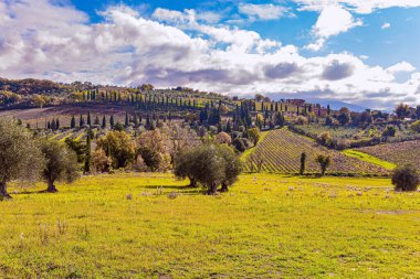 Toskana 'nın ünlü üzüm bağları. Resimli tepelerin yamaçlarında. Üzüm bağları ince selvi sıraları ile ayrılır. İtalya
