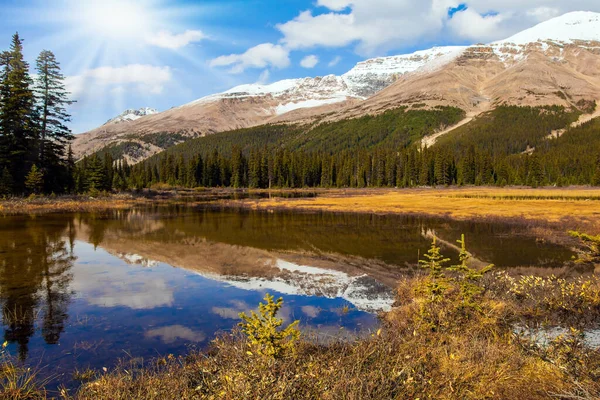 Úpatí Jezera Peyto Podzimní Cesta Skalistých Hor Kanadě Mělké Jezero — Stock fotografie