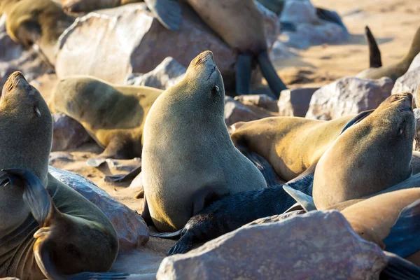 Des Mammifères Marins Charmants Journée Ensoleillée Froide Venteuse Colonie Otaries — Photo