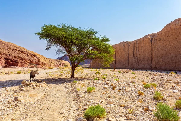 Eilat Dağları 'nda bukleli boynuzları olan vahşi dağ keçisi. Kayalar kumtaşlarından, volkanik kayalardan ve volkanik kayalardan oluşur. Renkli manzara oluşumları. 