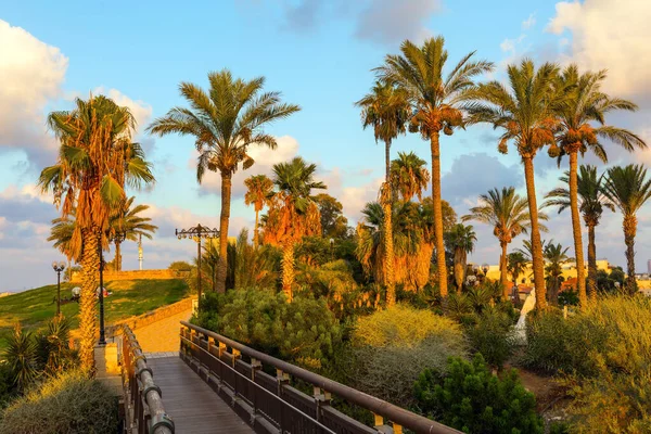 Picturesque Bridge Ravine Evening Twilight Old Jaffa Palm Trees Hill — Stock Photo, Image