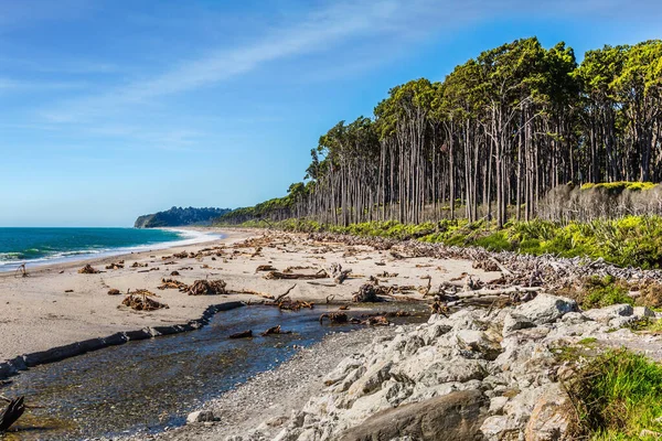 Pacific Coast Strewn Remains Trees Algae Road Knight Point Lookout — 图库照片