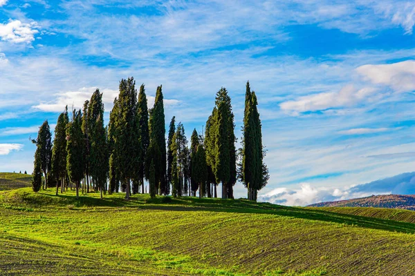 Italy Magnificent Cypress Alley Sunny Day Beginning Winter Magical Beauty — Stock Photo, Image