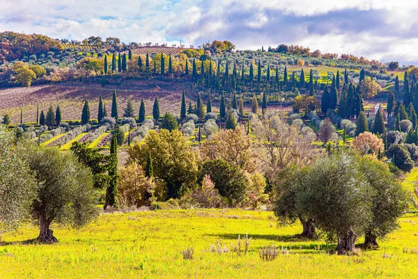 Italië Beroemde Wijngaarden Van Toscane Hellingen Van Pittoreske Heuvels Rond — Stockfoto