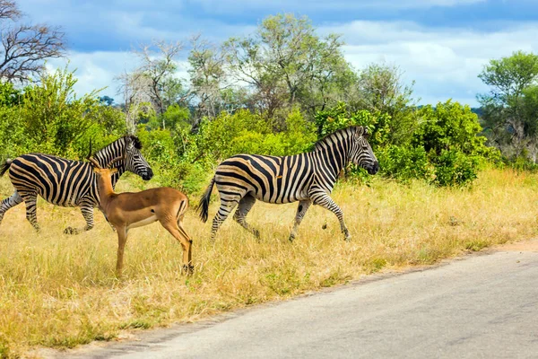 Afrique Sud Deux Savanes Zébrées Une Antilope Traversent Une Route — Photo