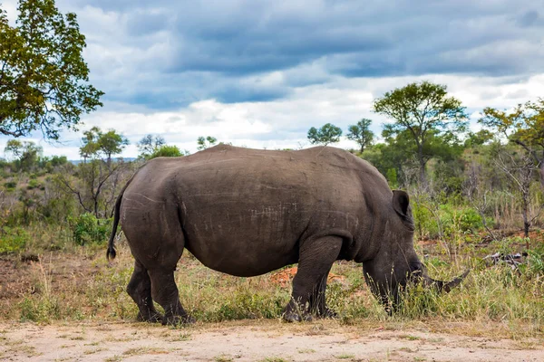 Αφρικανός Λευκός Ρινόκερος Ένα Κέρατο Στη Μύτη Του Ταξίδι Στη — Φωτογραφία Αρχείου