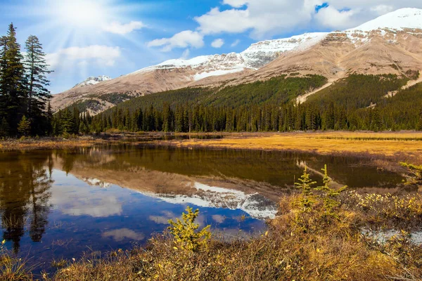在Peyto湖的脚下到加拿大落基山脉的秋天之旅 浅浅的湖里长满了黄色的草 生态和摄影旅游概念 图库图片