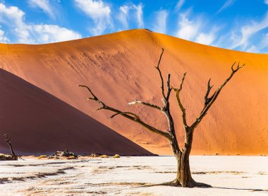 Ölü ağaçların iskeletleri. Namib Çölü dünyadaki en eski çöldür. Sossusflei, Namib Naukluft Parkı 'nda bulunan bir kil platodur. Afrika. Namibya. Namib çölünde sıcak güneşli bir sabah.
