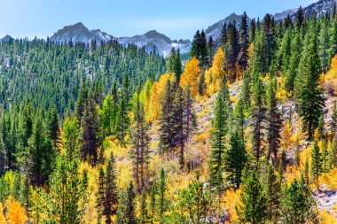 Rock Creek yol gölleri. Montana, ABD 'de bereketli bir sonbahar. Turuncu, sarı ve kırmızı huş yaprakları ve kavak ve kozalaklı ormanlar.