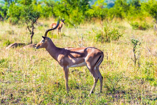 南アフリカだ クルーガー パーク Impala 緑の茂みの中のアフリカカモシカの放牧 動物はアフリカのサバンナに住み 自由に移動する 活動的なの概念 生態学的および写真観光 — ストック写真