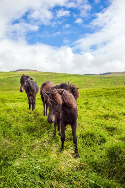 Golden Summer Sunset Herd Beautiful Horses Grazes Green Tall Grass — Stockfoto