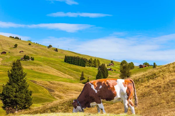 丘の上に牧場の牛の放牧をダンプします アルプ シウシは イタリアのドロミテにある魅力的な高原です ドロマイトのインドの夏 ウォーキング 生態系と写真観光の概念 — ストック写真