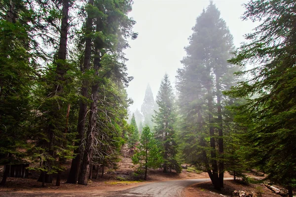 Ködös Reggel Erdőben Sequoia Park Kaliforniában Usa Cypress Család Nemzetség — Stock Fotó