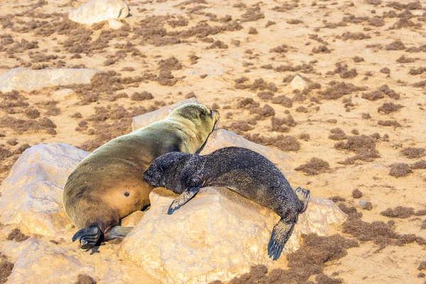 Afrika Namibia Namibianskt Naturreservat Förtjänade Sälar Skiner Solen Cape Cross — Stockfoto