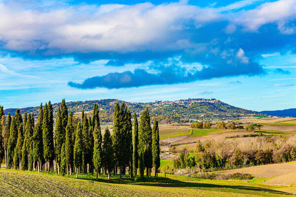  Italy. Magnificent cypress alley. The magical beauty of the province of Tuscany. Sunny day at the beginning of winter. Huge sky over picturesque hills