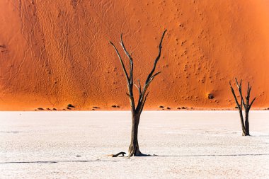 Namibya. Büyük manzaralı kırmızı ve turuncu kum tepeleri. Namib Çölü 'nde sıcak güneşli bir sabah. Sossusflei, Namib Naukluft Parkı 'nda bulunan bir kil platodur. Afrika. Ölü ağaçların iskeletleri.