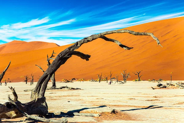 피카소 Picturesque Sossusflei 바닥에 화석화 나무의 유해를 시켰다 플라이는 나미브사막 — 스톡 사진