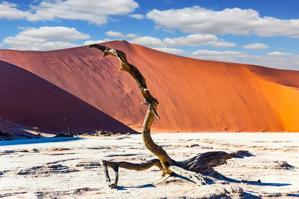 Afrique Namibie Matin Chaud Ensoleillé Dans Désert Namibien Désert Namib — Photo