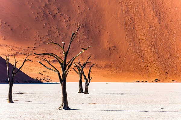 Picturesque Dry Fossilized Tree Remains Bottom Dried Lake Sossusflei Clay — Stock Photo, Image