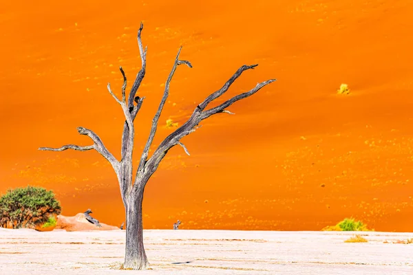Namib Naukluft Park Afrikában Elpusztult Fák Csontvázai Namíbia Hatalmas Festői — Stock Fotó