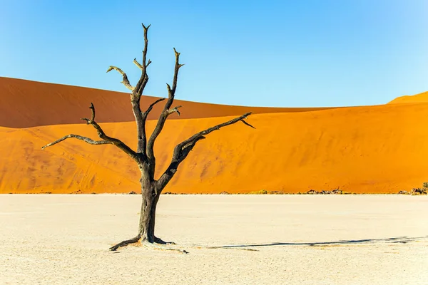 Ölü Ağaçların Iskeletleri Namib Naukluft Parkı Namibya Afrika Büyük Manzaralı — Stok fotoğraf