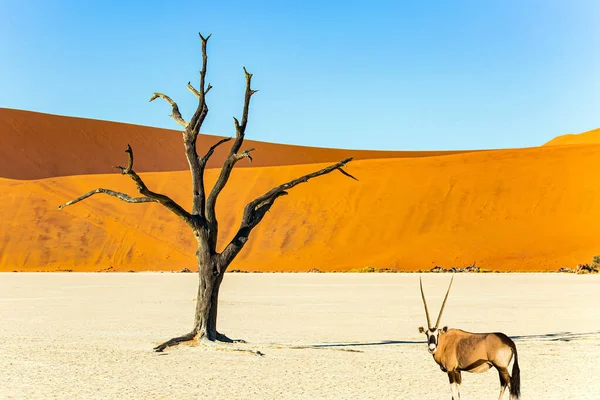 Antilopa Oryx Paşte Valea Sossusflei Parcul Namib Naukluft Namibia Africa — Fotografie, imagine de stoc
