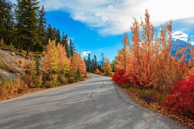 Vermillion Gölü 'nün etrafındaki yol. Rocky Dağları 'nda Kızılderili yazı. Vermillon Gölü kıyısındaki sarı sonbahar otları. Evergreen ladin ağaçları dağ yamaçlarında yetişir. Kanada.