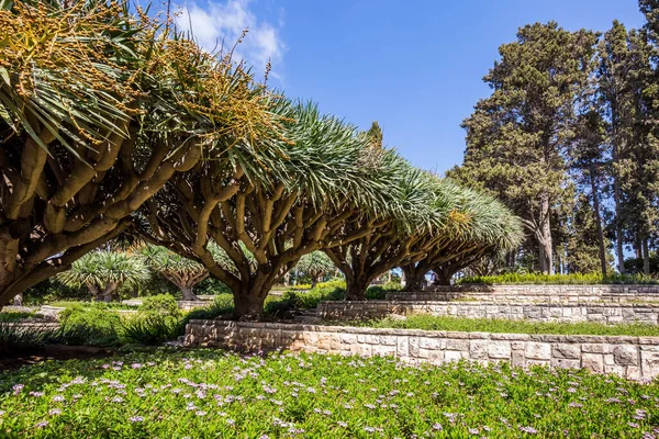 Grüne Blumenbeete Sind Mit Felsvorsprüngen Der Seite Eines Berges Mit — Stockfoto