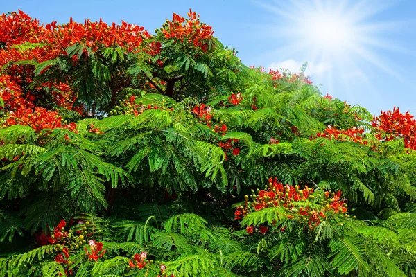 Royal Delonix Fire Tree Apollonia Park Israel Mediterranean Coast Festive — стокове фото