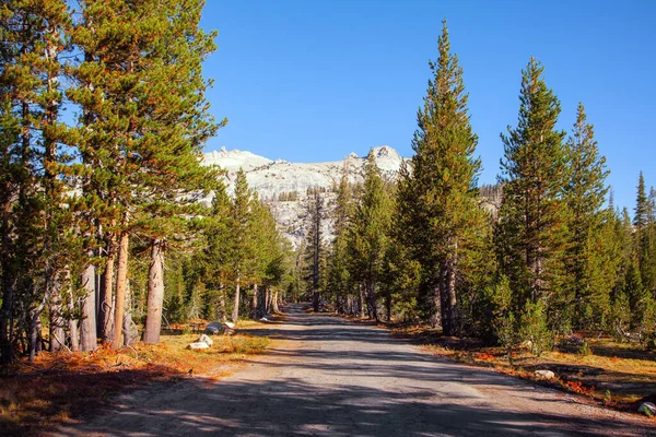 Festői Erdők Gyönyörű Tájak Észak Amerika Hegyeiben Tioga Hágó Yosemite — Stock Fotó
