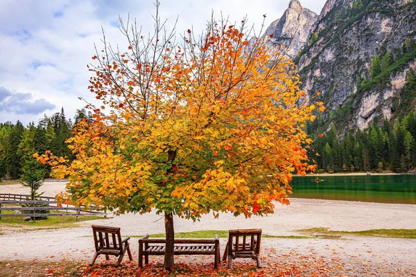 Autumn Maple Tree Yellow Orange Leaves Lake Lago Braies Northern — стоковое фото