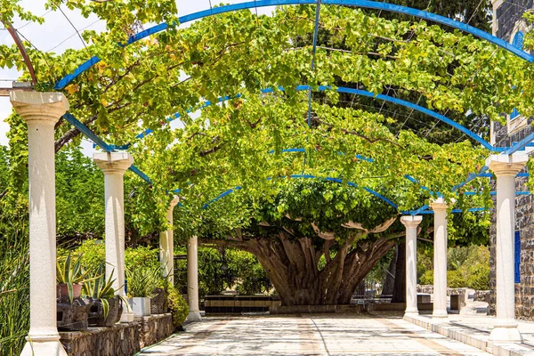 Capernaum Israel Alley Overgrown Grapes Shore Lake Kinneret Tropical Park — Stockfoto